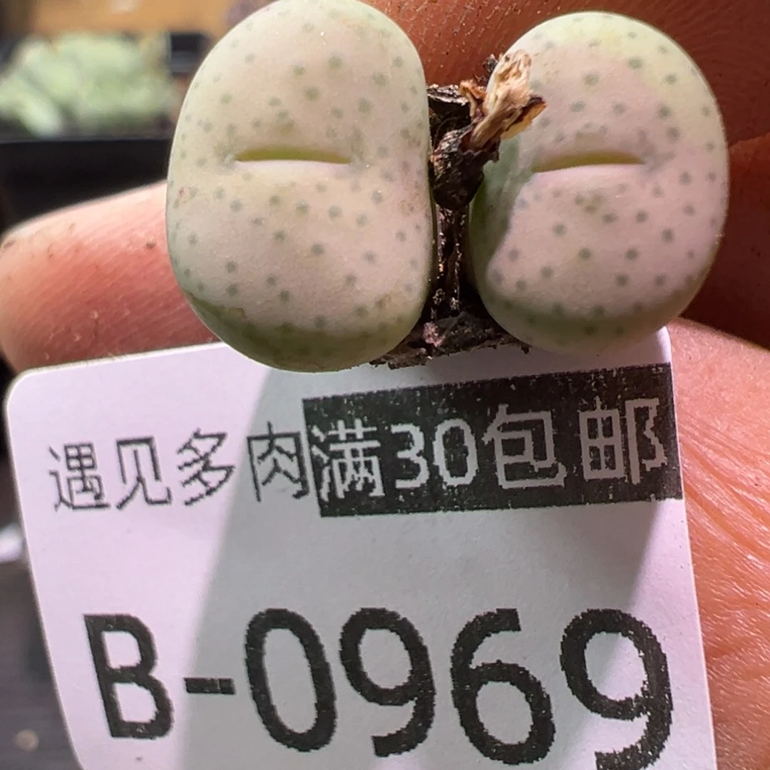 多肉植物1111111111111111111
