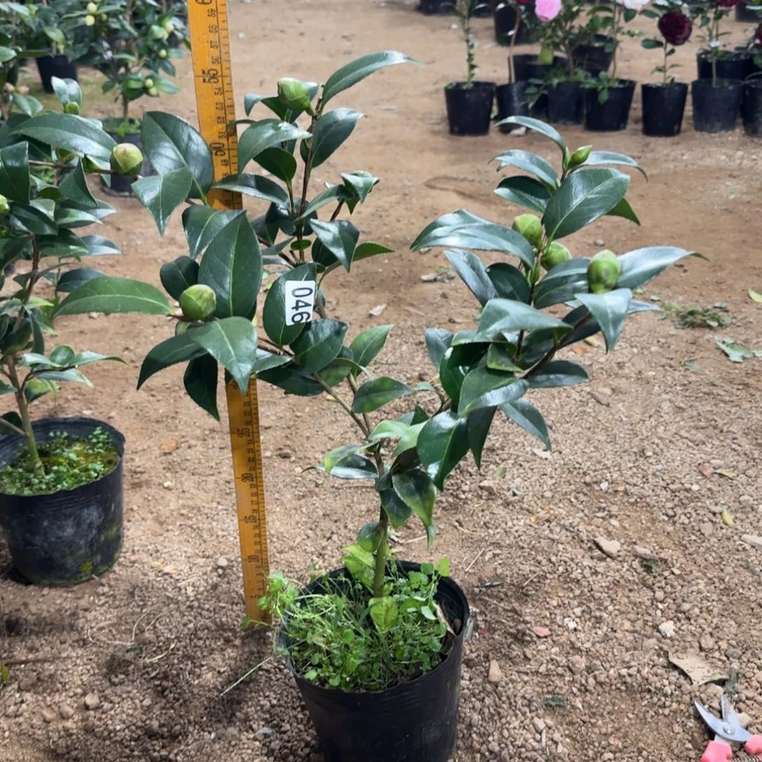 少量花朵（建议范围：2朵-5朵 或40%以下）046志愿者