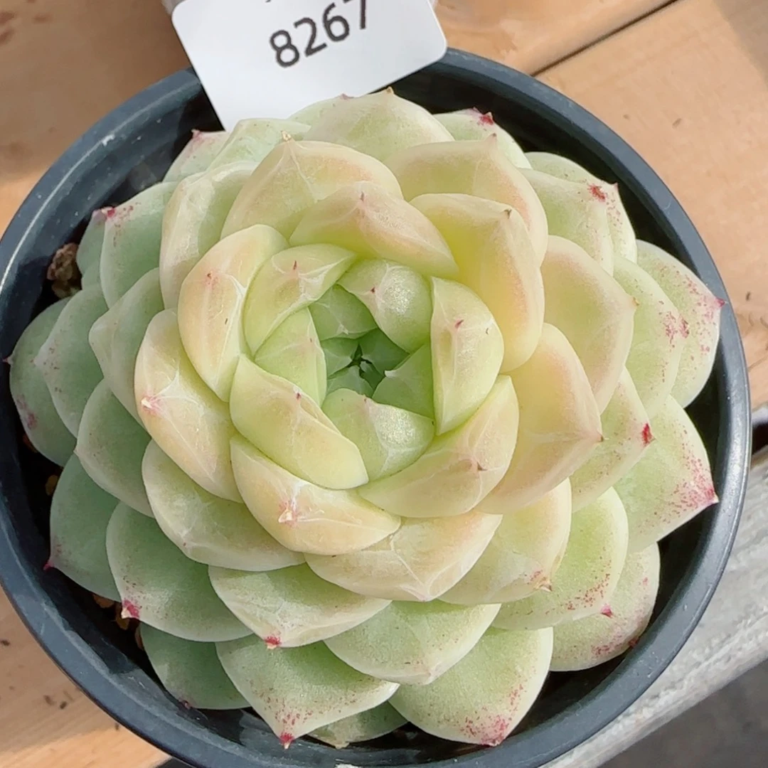 梨花白，8267多肉植物