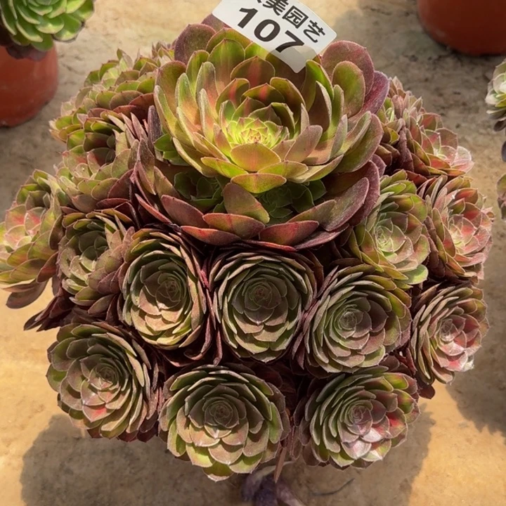 随*抹茶捧花107肉肉