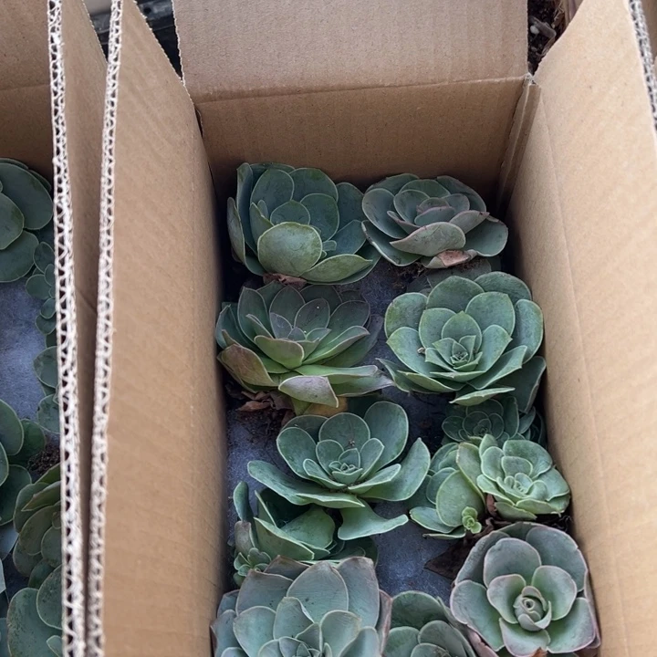 三碗111  多品种玫瑰组合