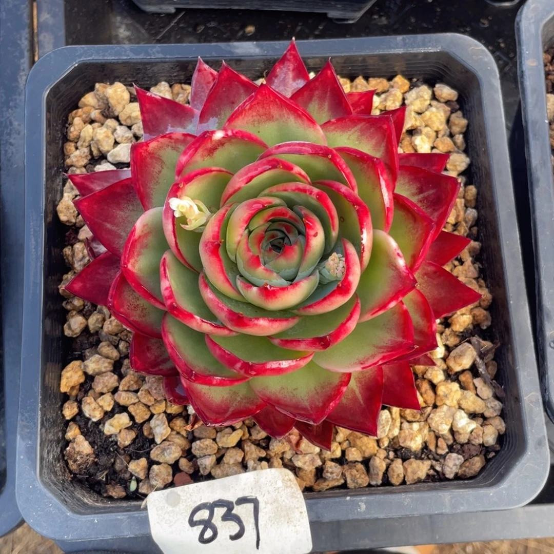 惊鸿仙子一物一拍