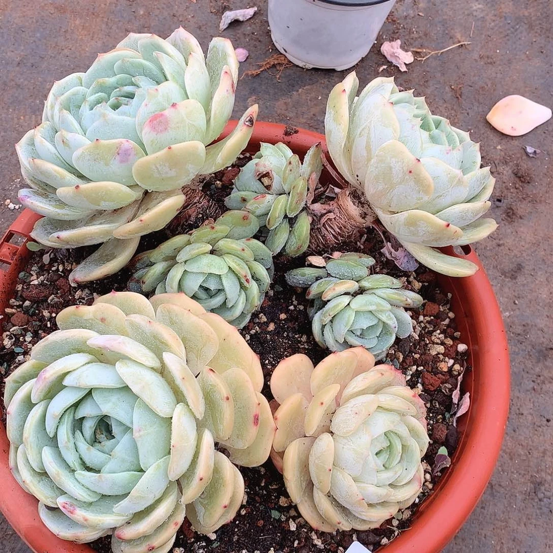 343劳林一物一拍多肉