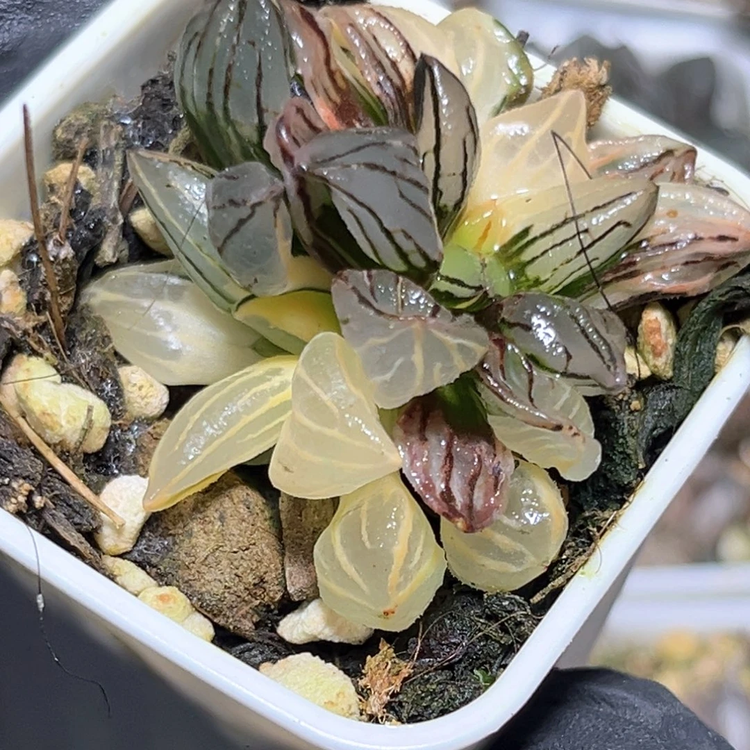 恭喜发财大吉大利4131
