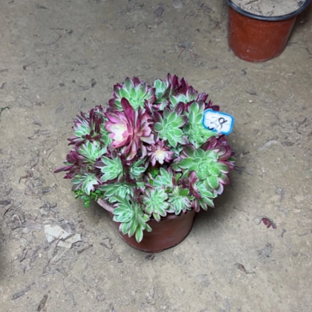 【闪购商品】我****你多肉植物海王38