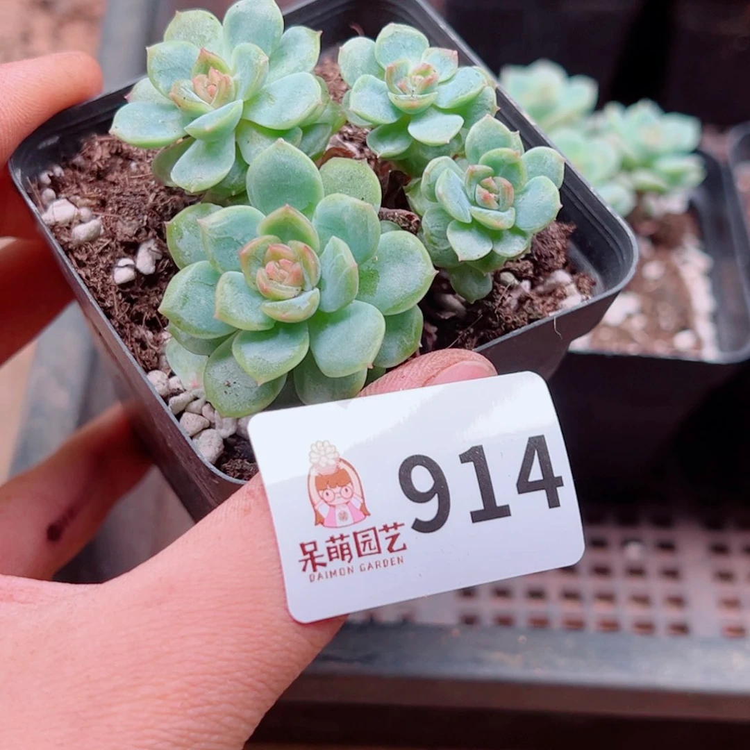 预*。多肉植物多肉植物