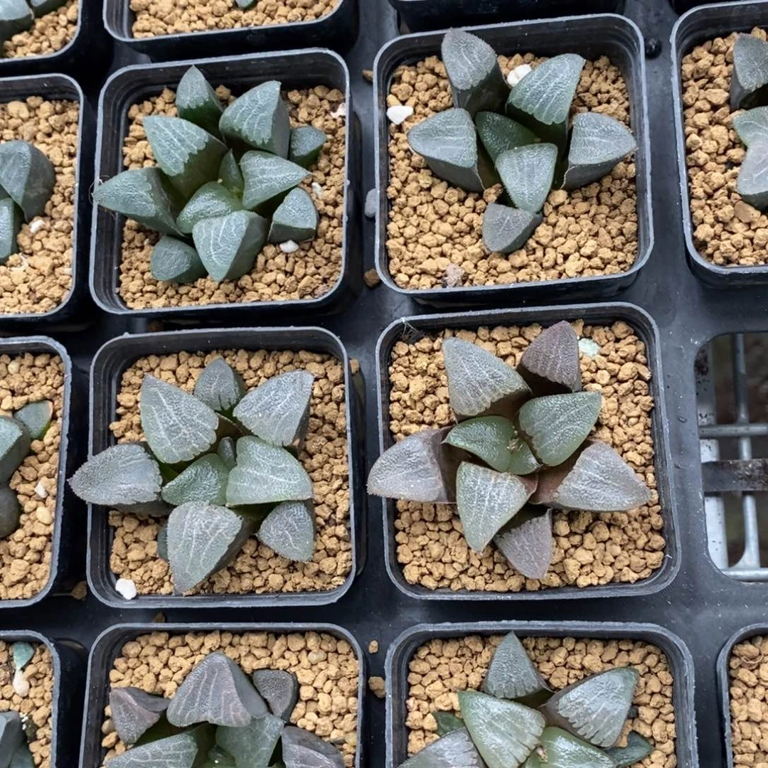 一颗实生大克苗 高货 超级福利