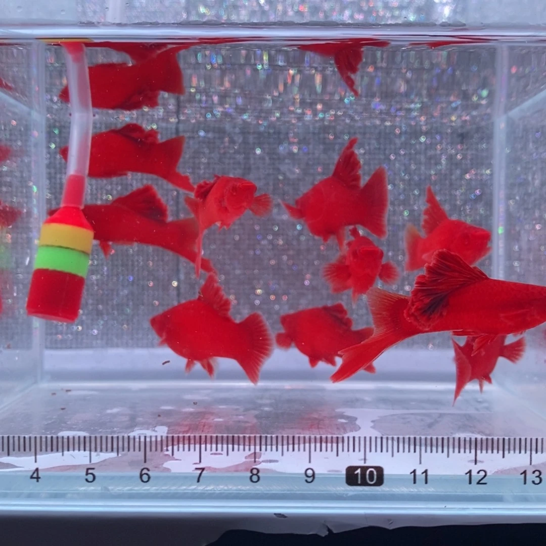 红剑鱼高鳍红剑亚成4刀6母