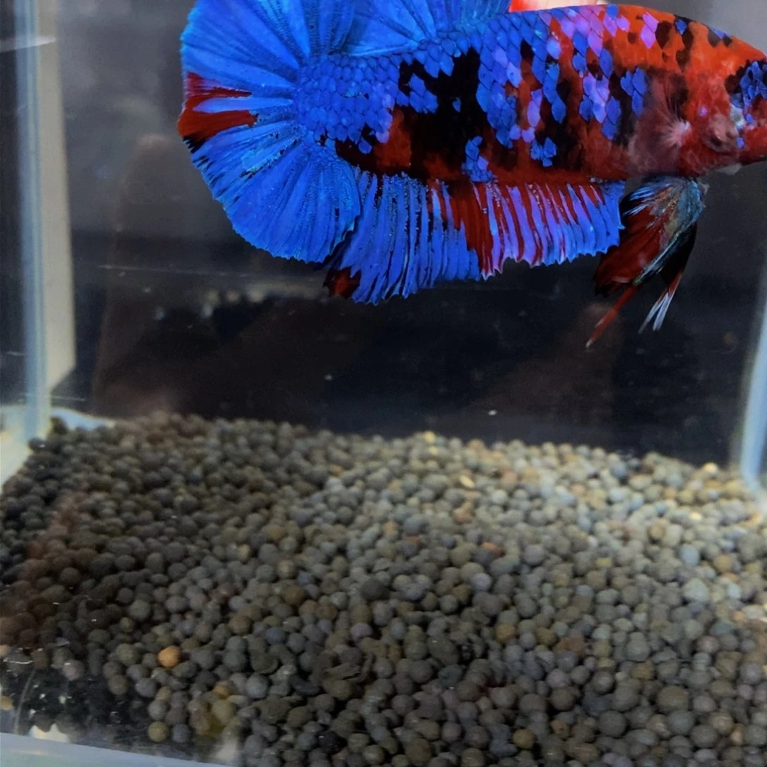 热带鱼公262明****）巨斗