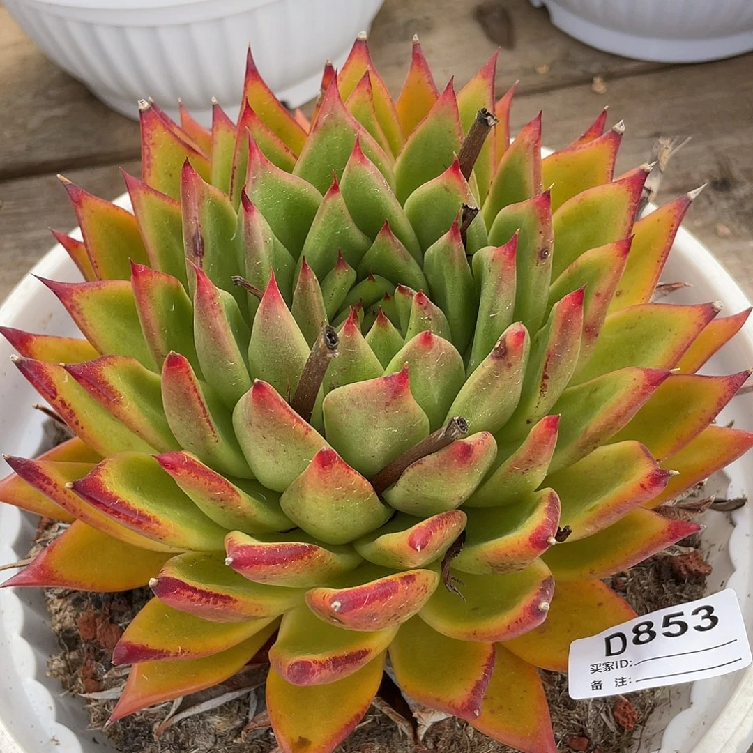若如东云单拍D853