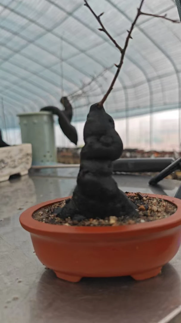 老鸦柿盆栽盆景素材