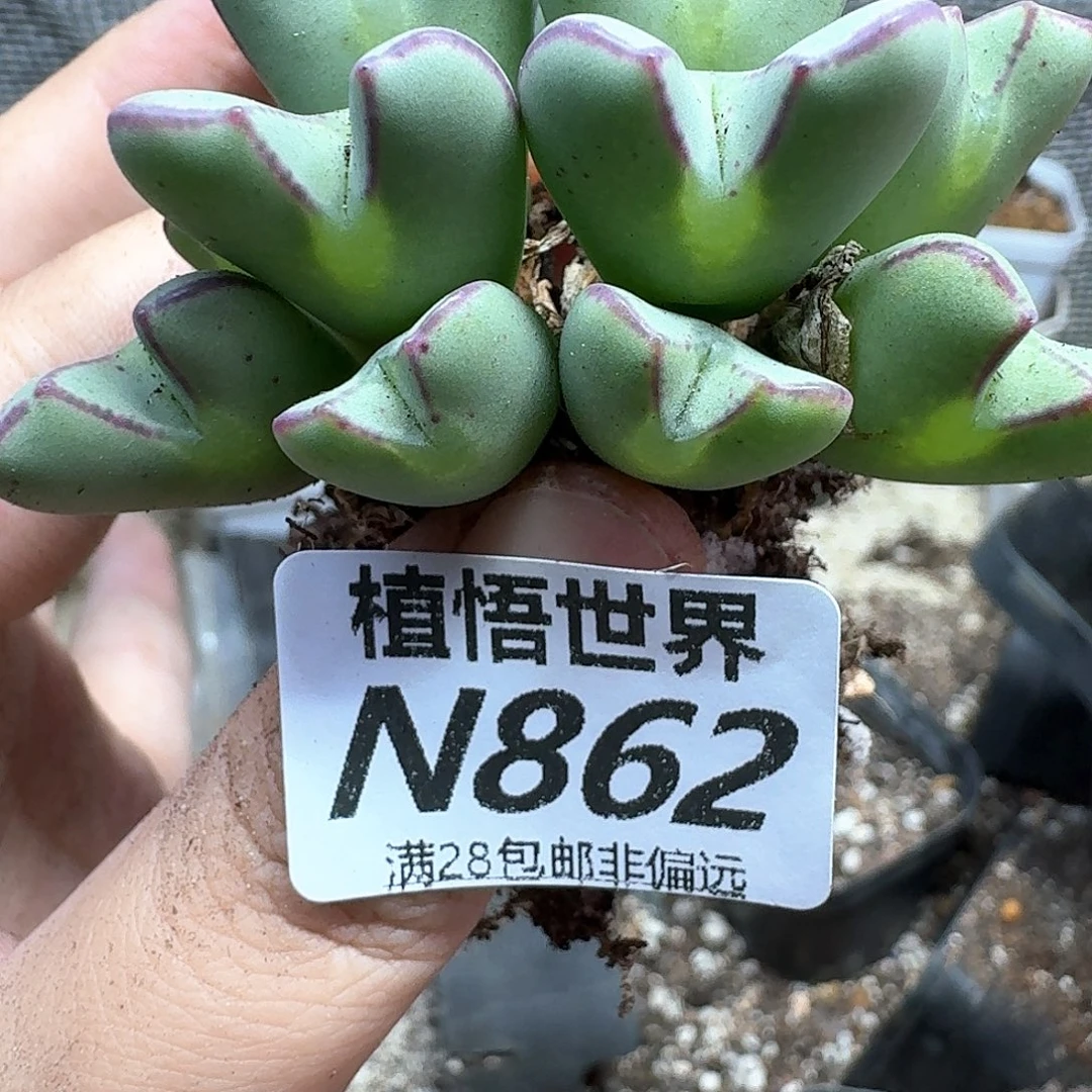 多肉植物的润泽吃bn
