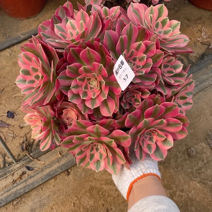 57女巫法师多肉断枝不售后