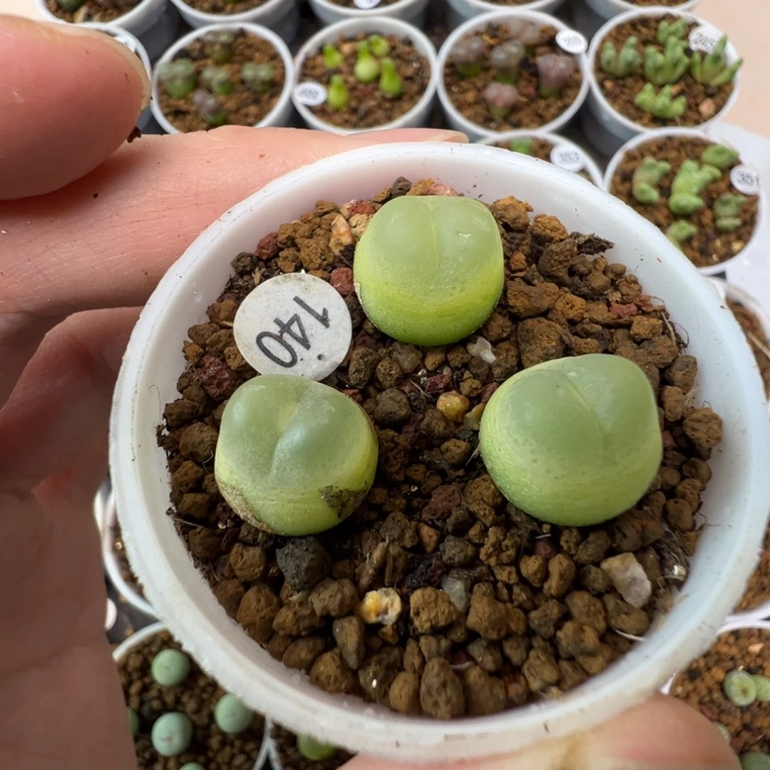 拉登一颗脱土140000