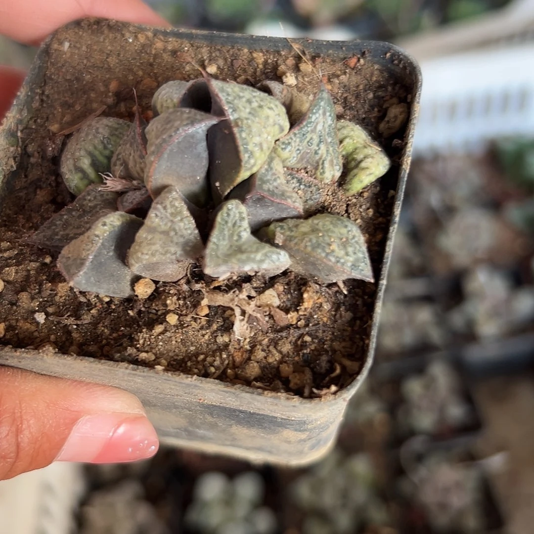 多肉植物多肉植物