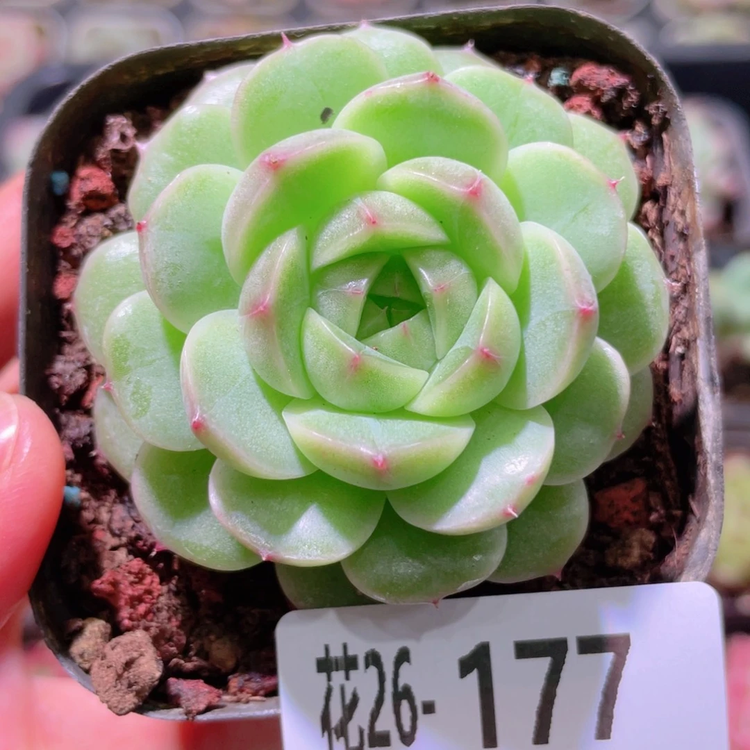 花利美26-177海王