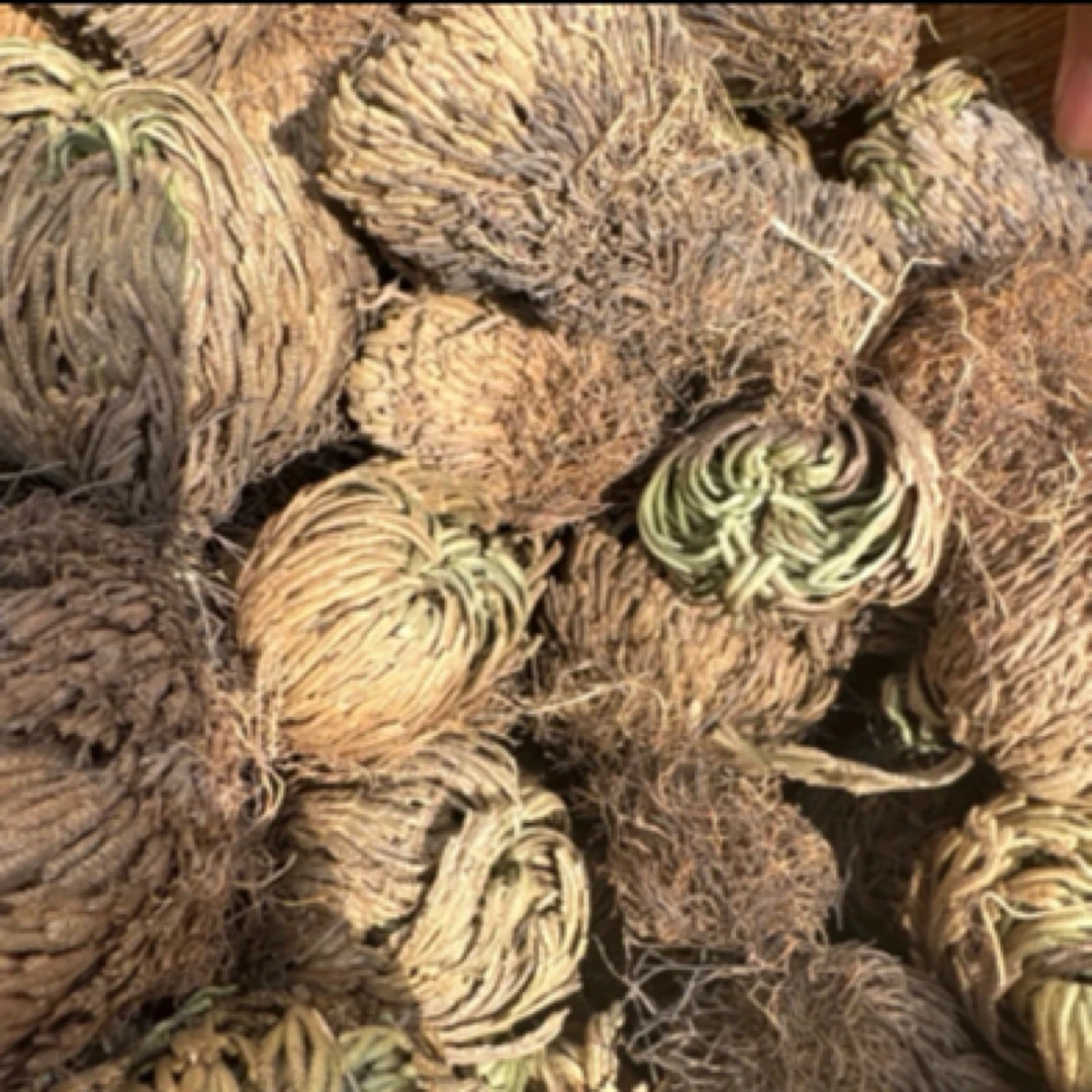 一村一品——精选一永恒草，