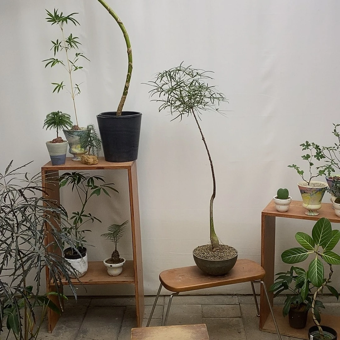 无花朵昆士兰瓶杆树（含盆）