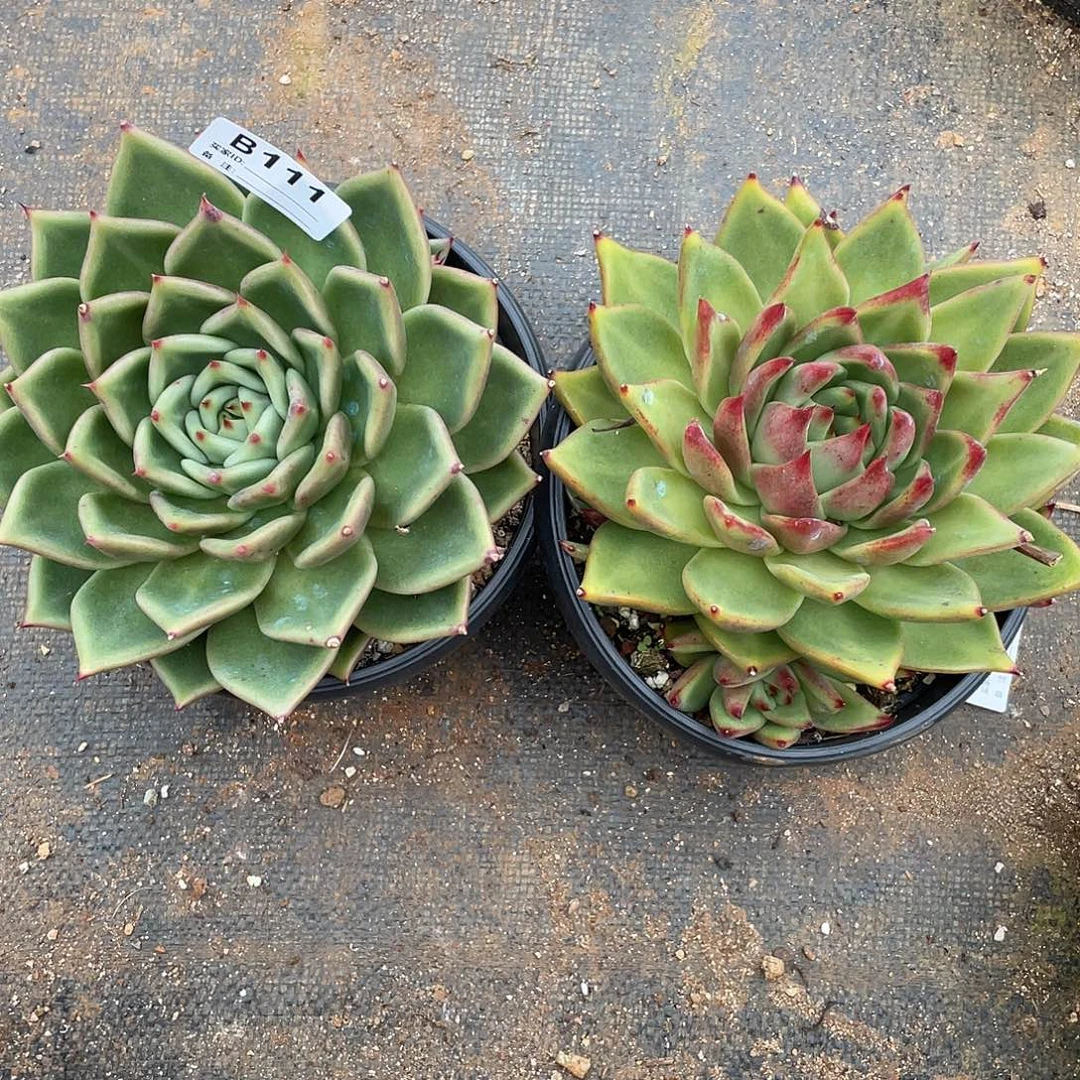 若如东云组拍B111