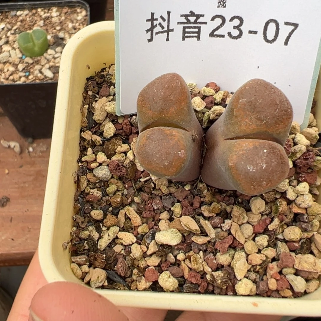 叶***宝23-07肉锥多肉植物