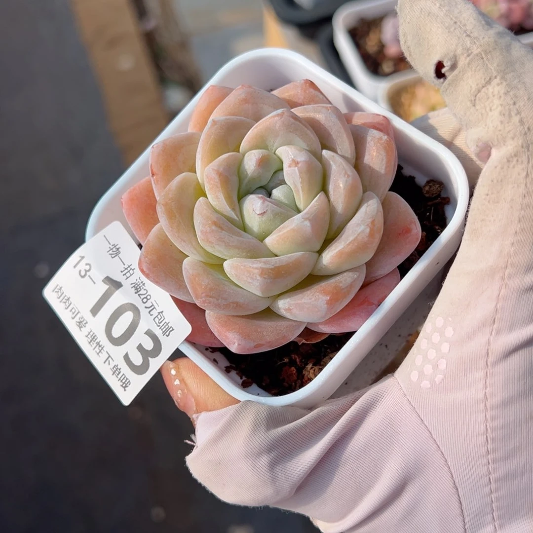 冰玉，多肉多肉多肉多肉