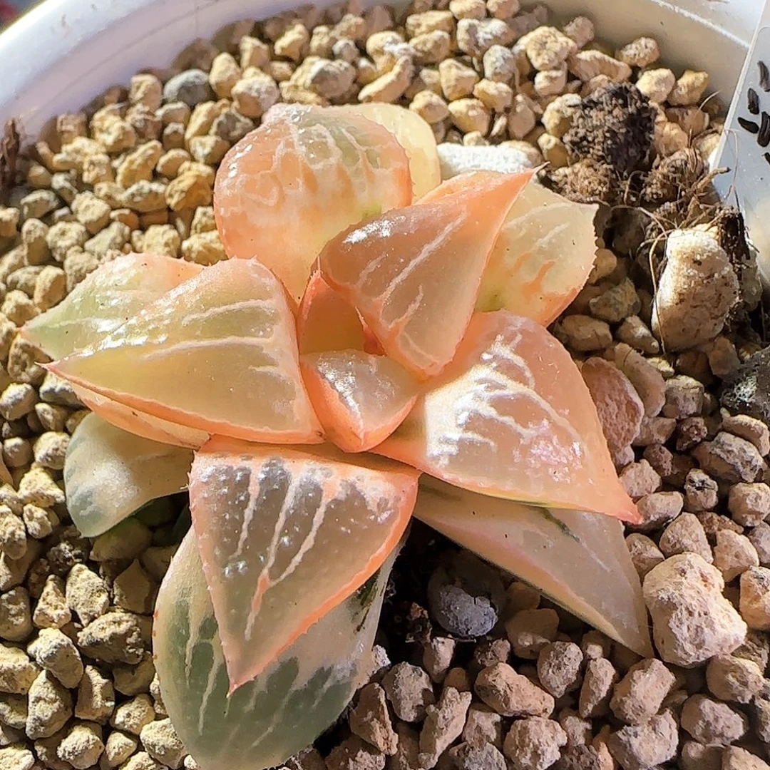 91号糊斑酒吞童子锦一物一拍带盆土