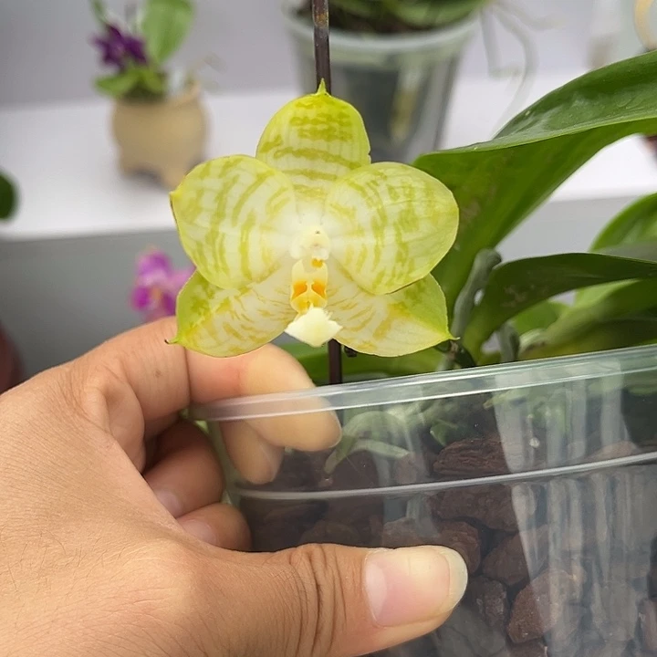 完全开放4.5寸杯弥陀白虎双苗