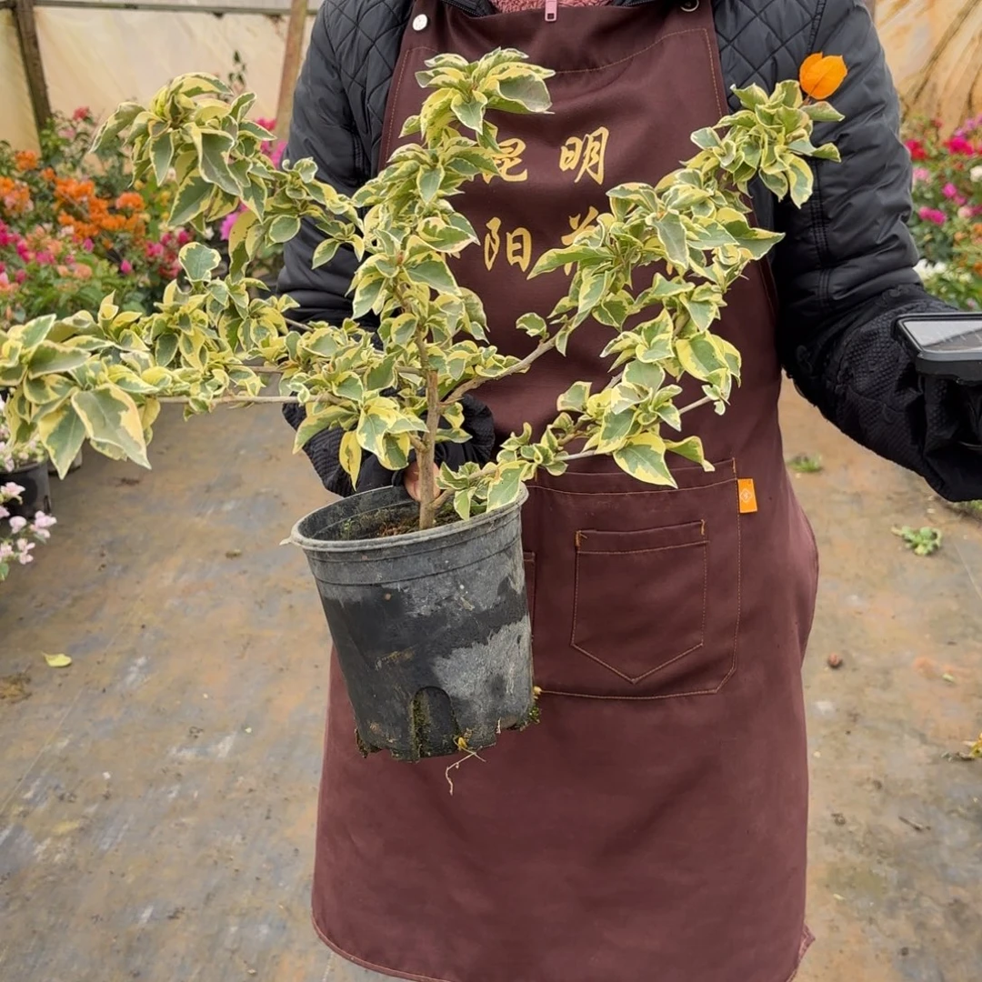 全部花苞（三角洲）三角梅会掉花掉叶有大有小