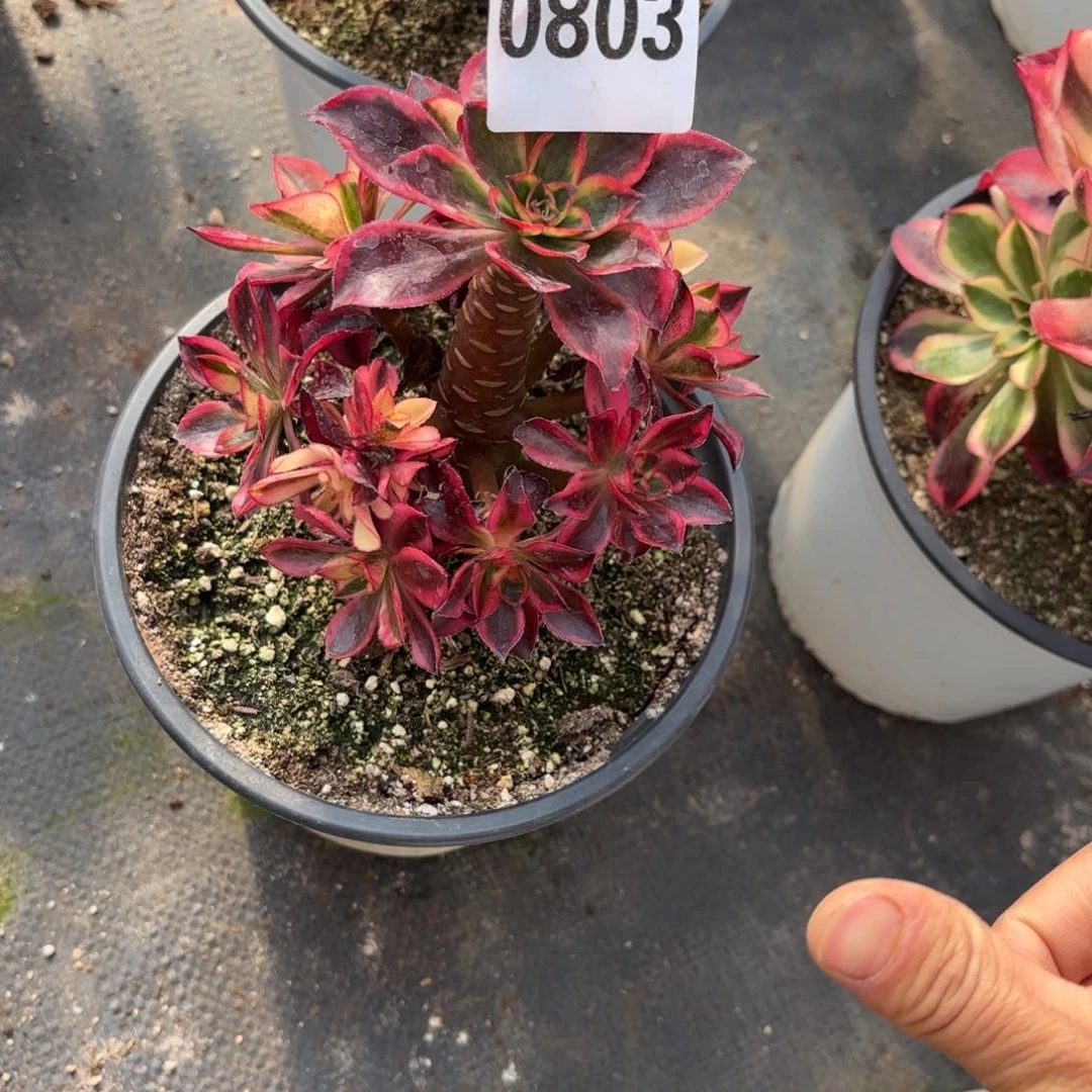 艳*多肉法师魅影0803发货，