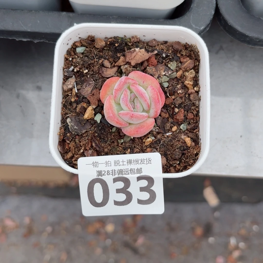 石化橘子冰无盆土发货