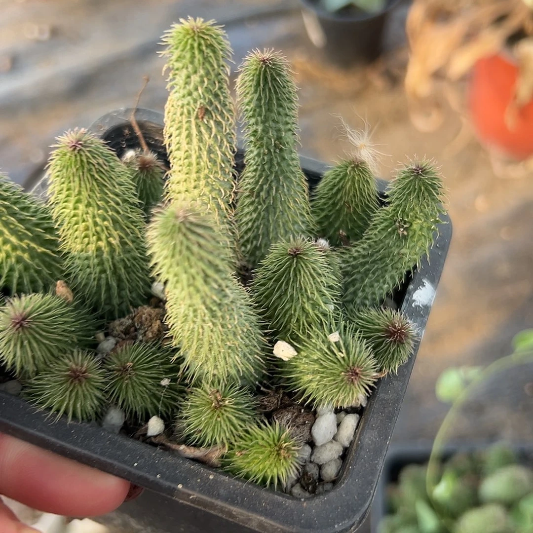 多肉植物多肉植物