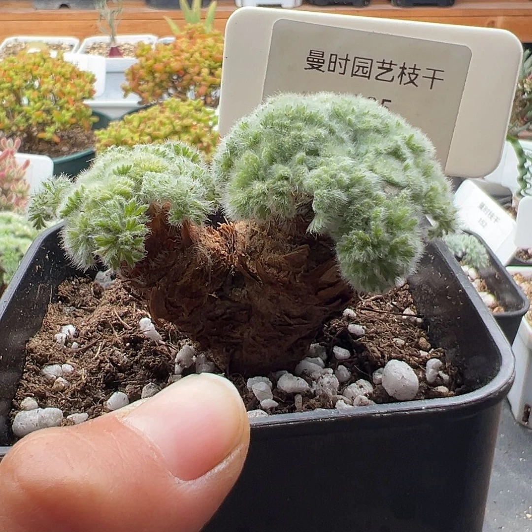 535号羽叶洋奎12.10多肉