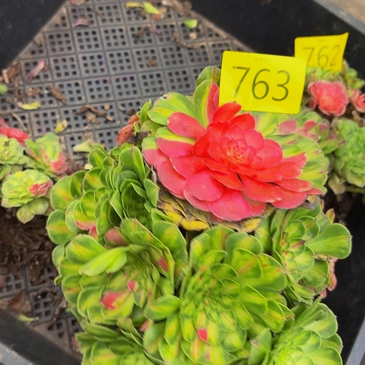 多肉植物福利763个