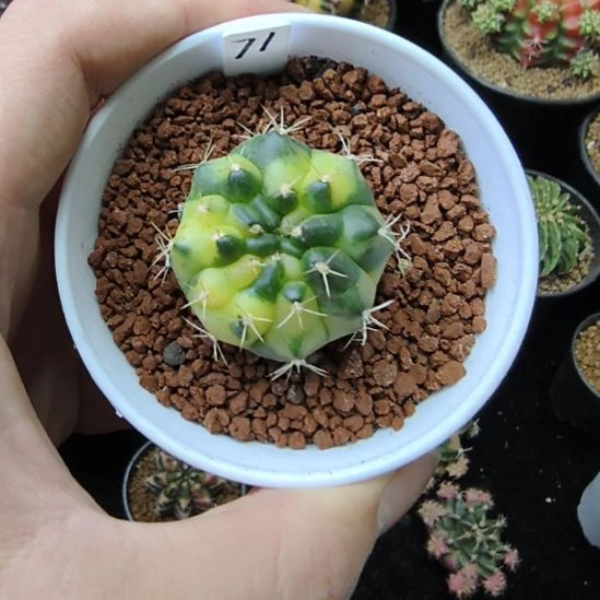 太阳皇冠侧芽自根带盆土发货