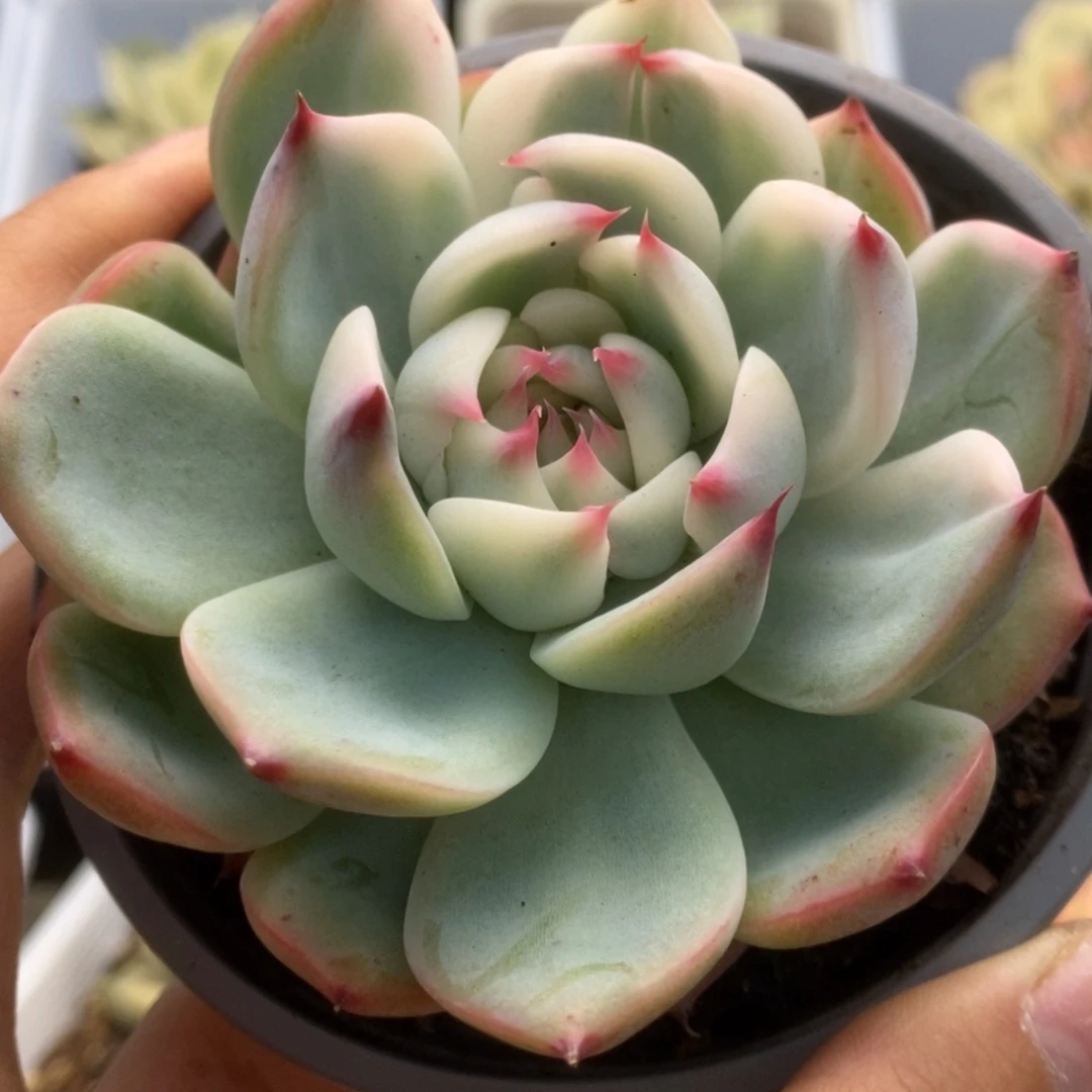 445锦锦锦锦锦锦锦锦