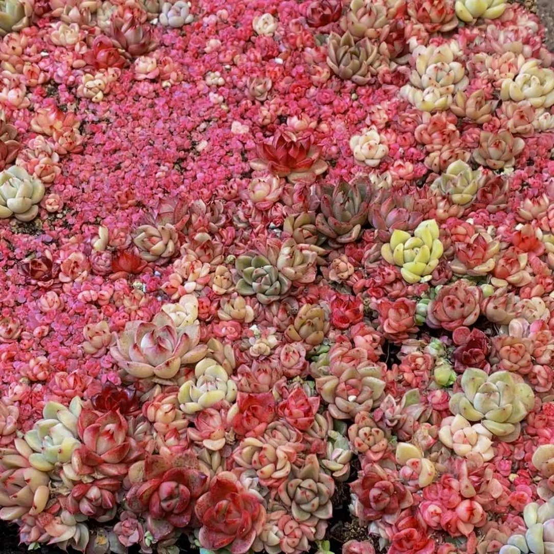 福**花189多肉植物保护研究所所长