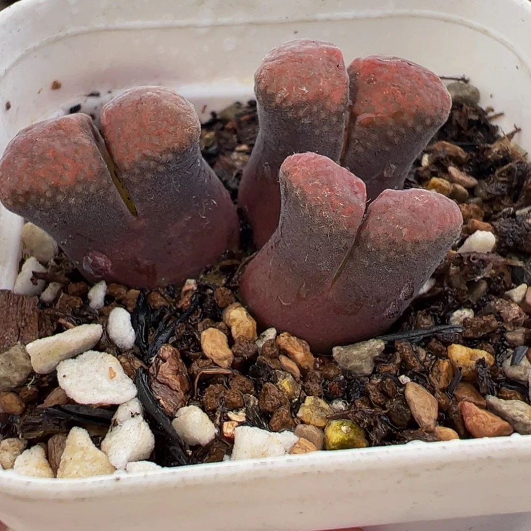 541多肉植物种类多样