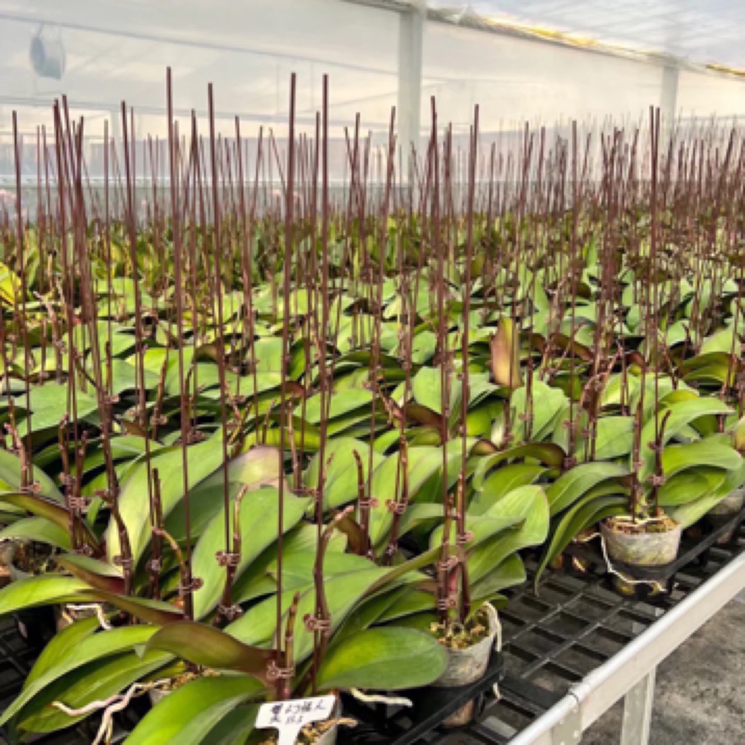 【鲑鱼】瑕疵苗专拍链接