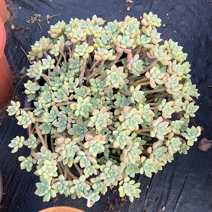 快***)多肉植物实物直播实物316