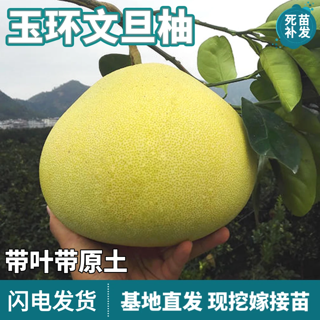 玉环文旦柚树苗南北方庭院地栽盆栽嫁接特大果白心柚子苗当年结果