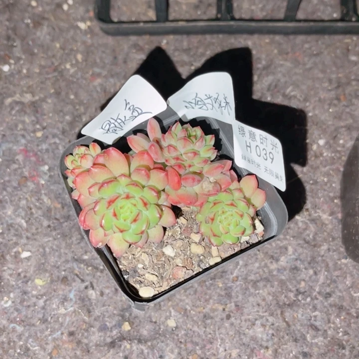 小****039 带陶瓷盆发货 满28包邮
