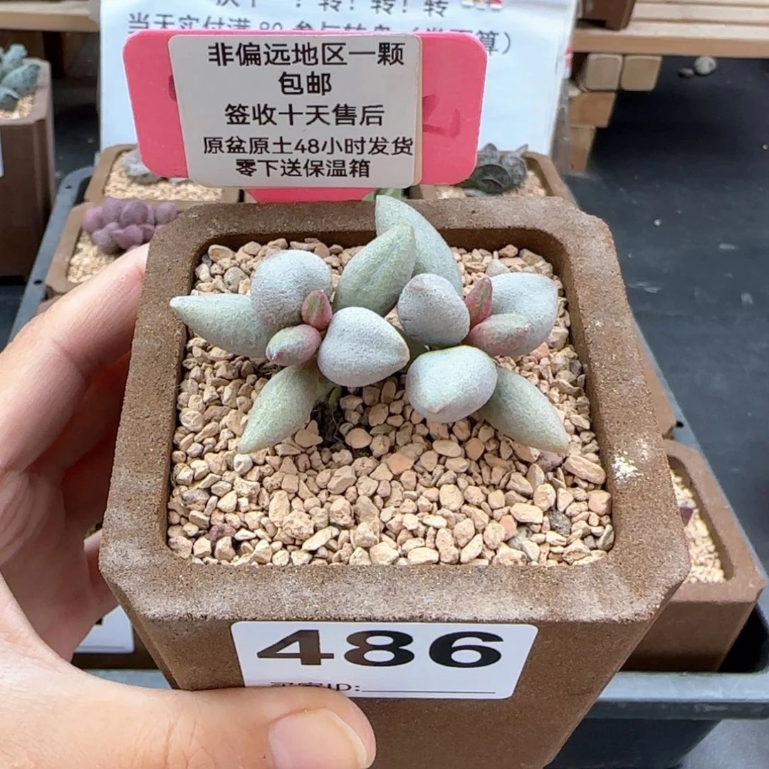 486白糖豆多肉植物