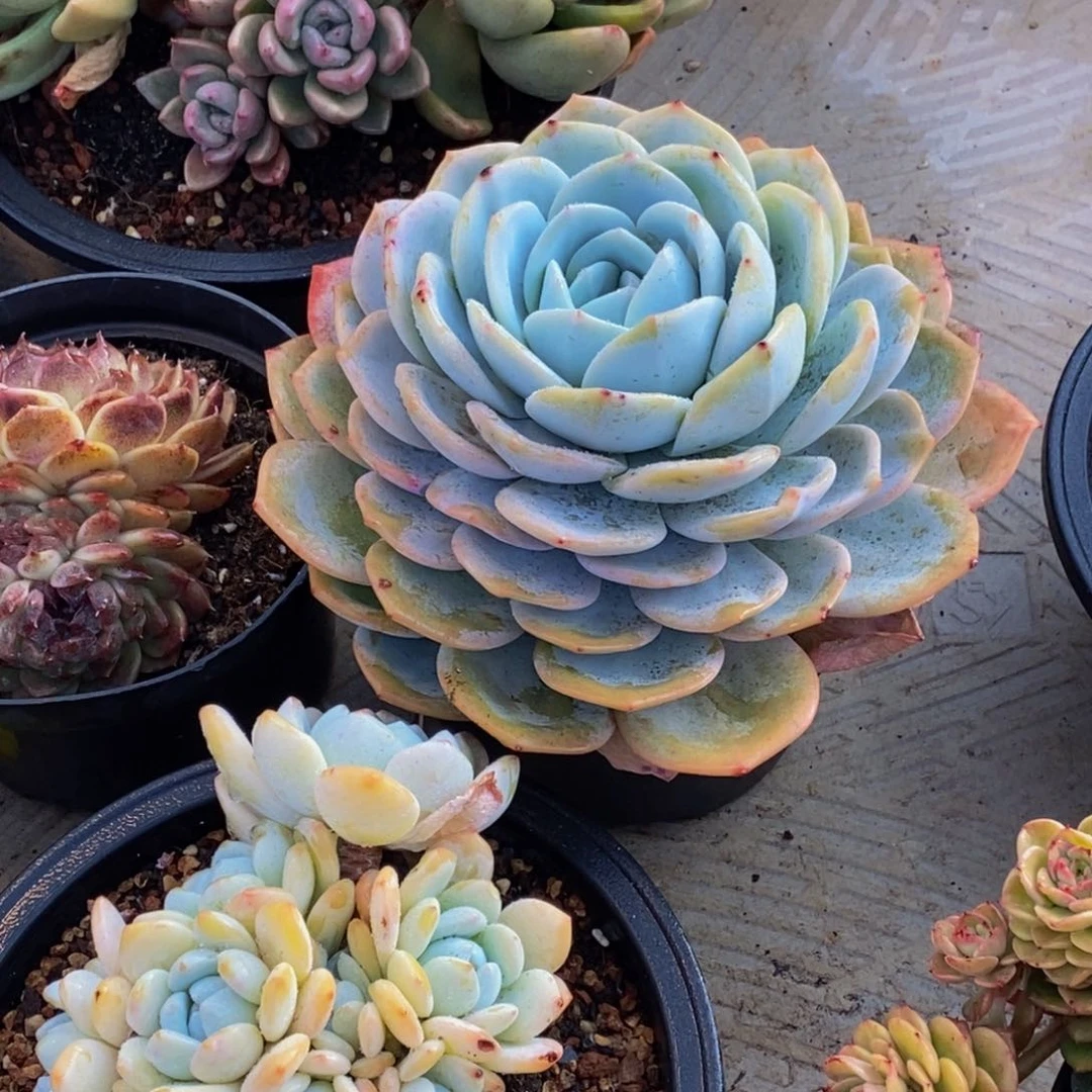 好***酱48包邮一物一拍多肉