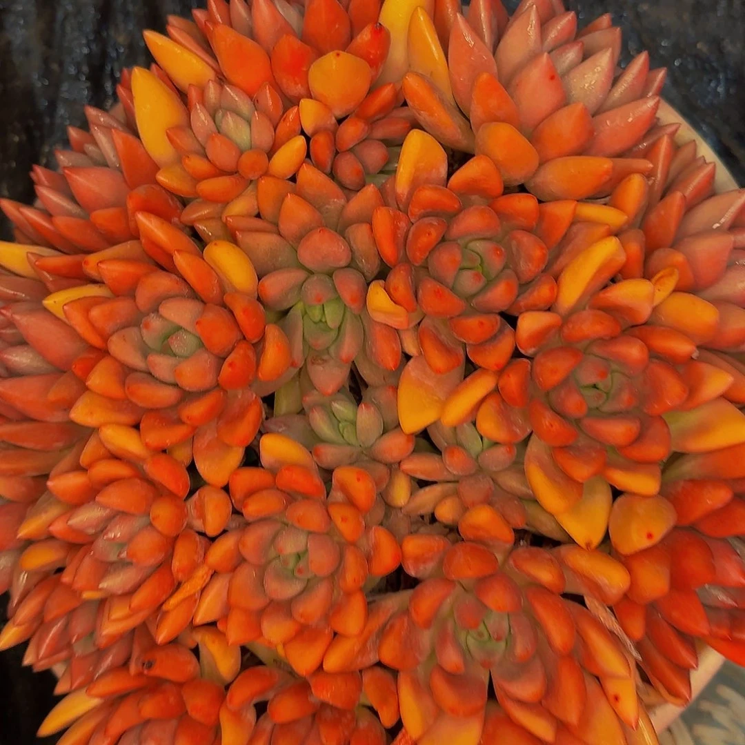 妞*呃哦哦哦哦哦哦哦哦哦哦哦