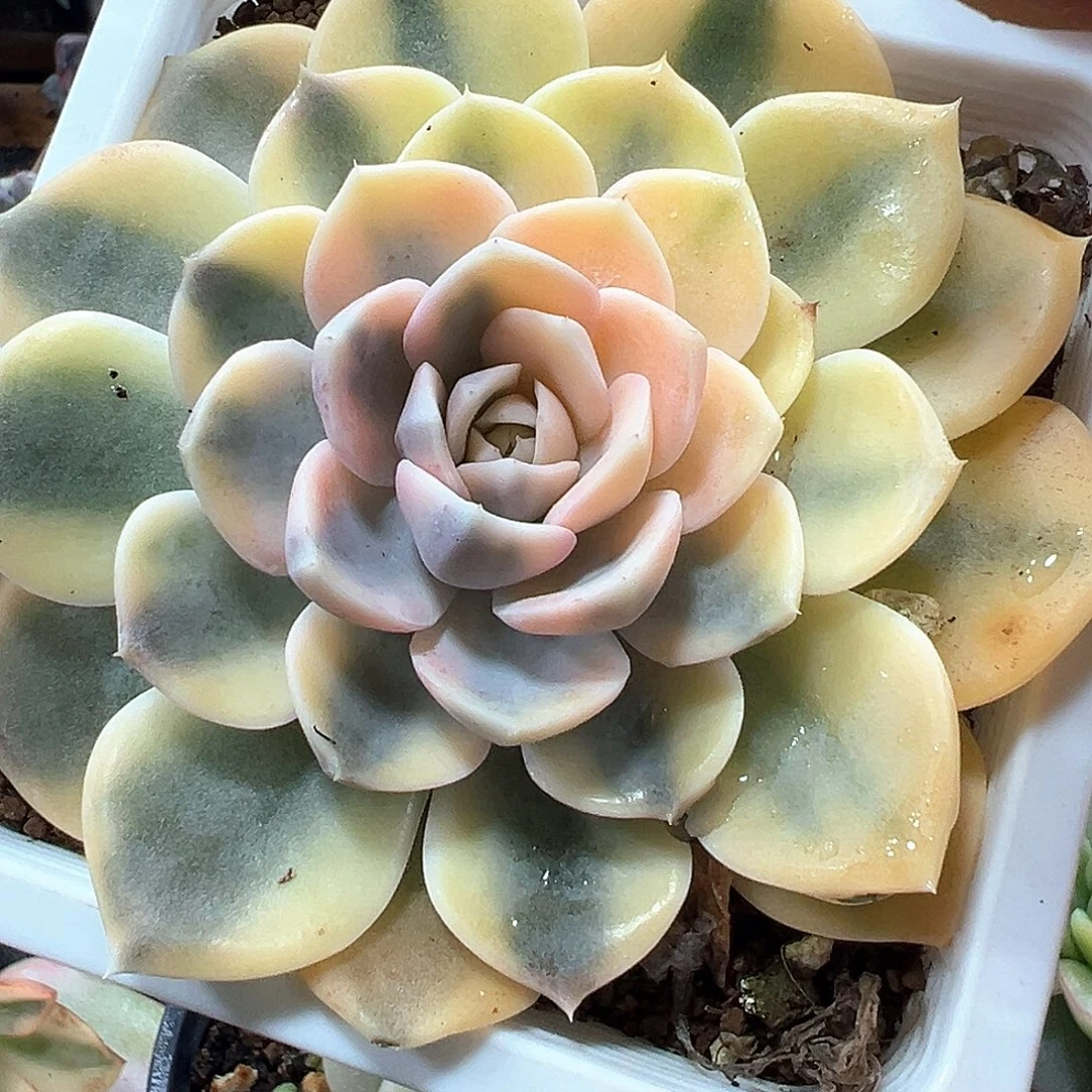 汉堡锦 小方花圃一物一拍