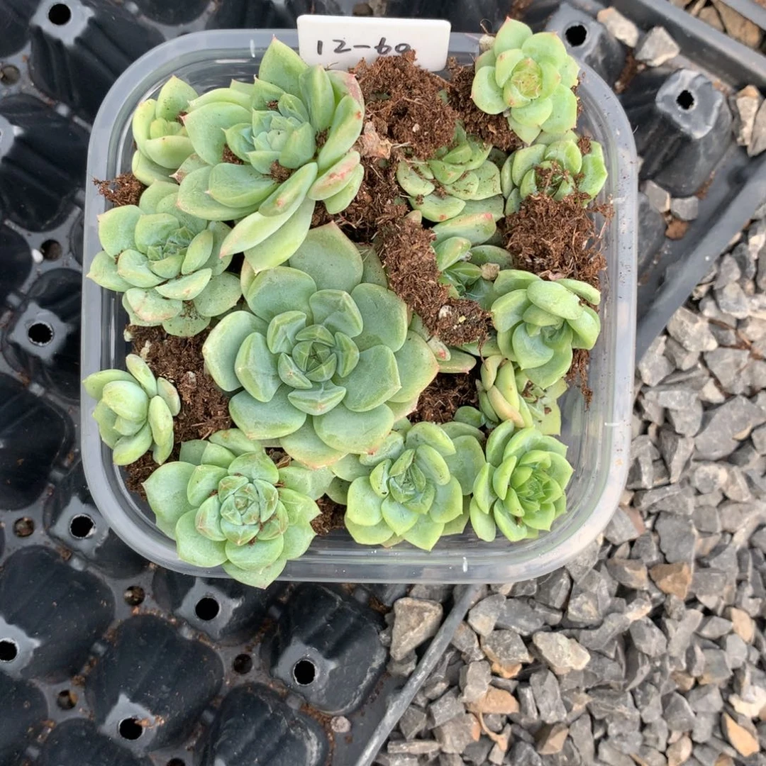 @***呆12-60号甘露寺一份包邮