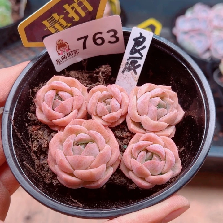 多肉植物多肉植物