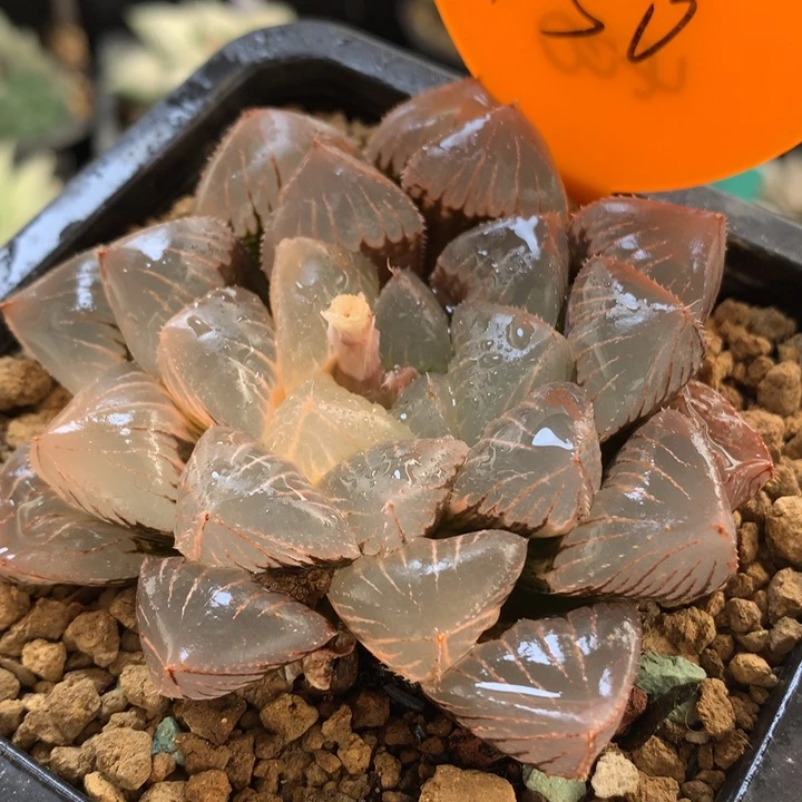 糯玉露姐带盆土发货