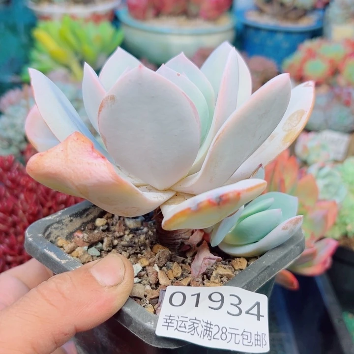 幸运的是我还没幸运