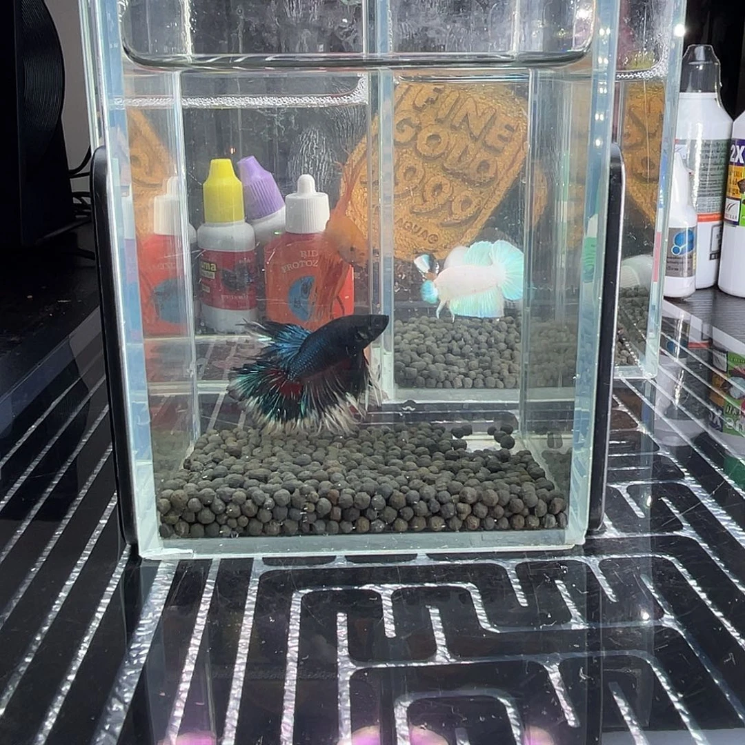 斗鱼15号1122早绣球